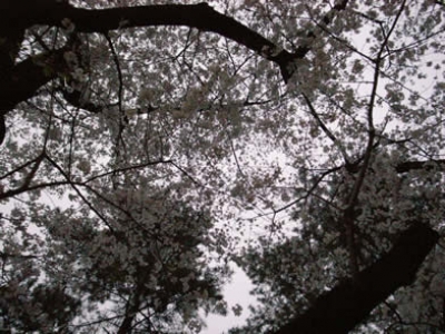 四谷 桜