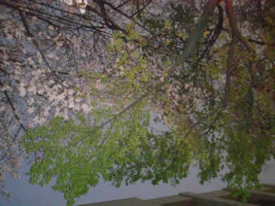東中野 桜