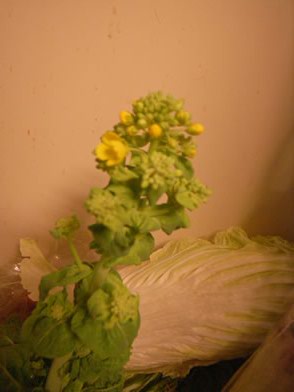 白菜の花