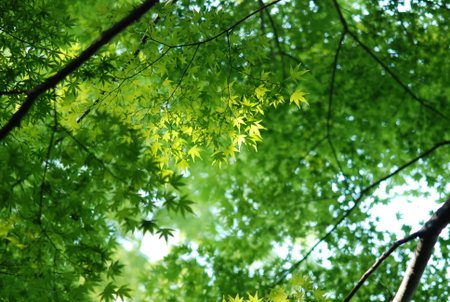 牧野ヶ池緑地2
