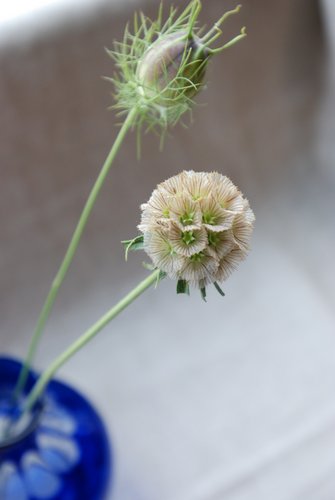 葉楽さんからのお知らせ
