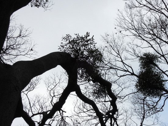 栴檀の実、宿り木の落ち葉。