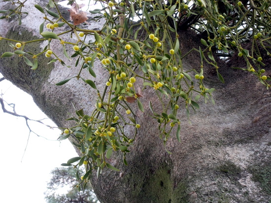 栴檀の実、宿り木の落ち葉。