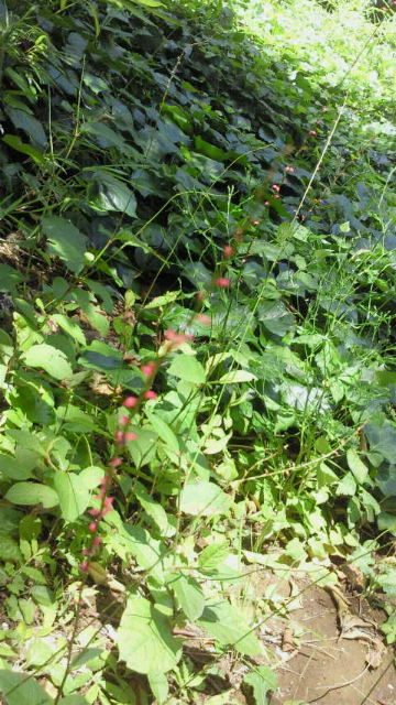 2014080211370000.jpg