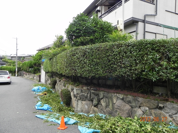 ウバメガシ 剪定済 幅1.5m高さ3.5m