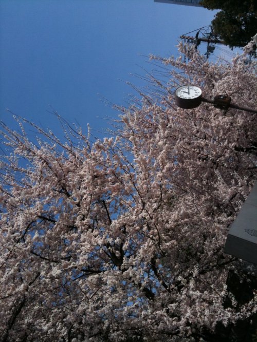 さくら2011大阪城公園v1