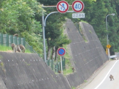 ニホンザル