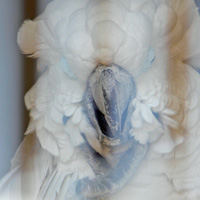 タイハクオウム