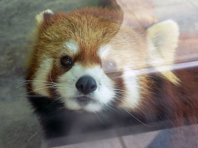 レッサーパンダ ユウユウ