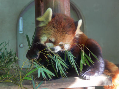 レッサーパンダ ユウユウ
