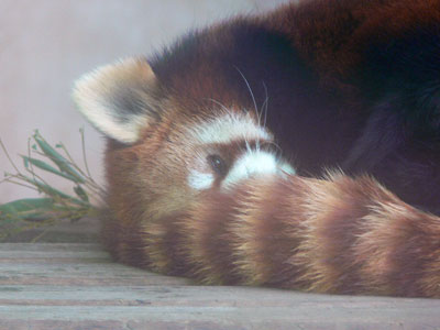 レッサーパンダ ユウユウ