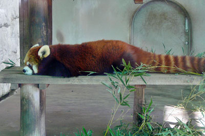 レッサーパンダ ユウユウ