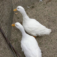 アヒル