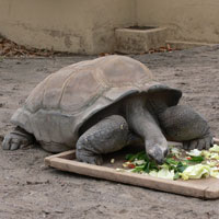 ゾウガメ