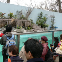 ペンギン