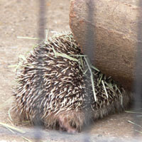 ハリネズミ
