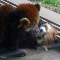 レッサーパンダ