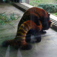 レッサーパンダ