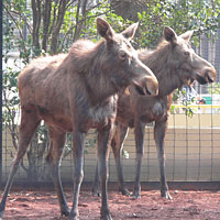 シベリアヘラジカ