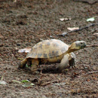 アルダブラゾウガメ