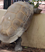 アルダブラゾウガメ
