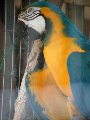 ルリコンゴウインコ