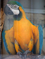 ルリコンゴウインコ