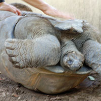 アルダブラゾウガメ