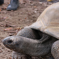 アルダブラゾウガメ