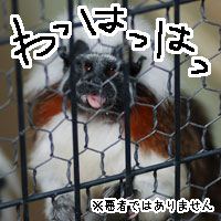 コモンマーモセット