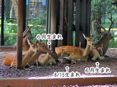 ホンシュウジカ