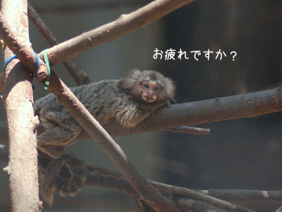 コモンマーモセット