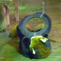 レッサーパンダ