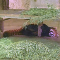レッサーパンダ