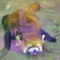 レッサーパンダ