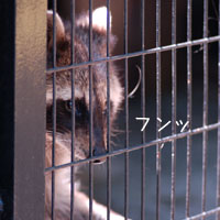 アライグマ