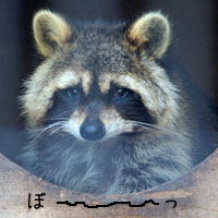 アライグマ