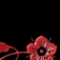 THE_SCARLET_PIMPERNEL.png
