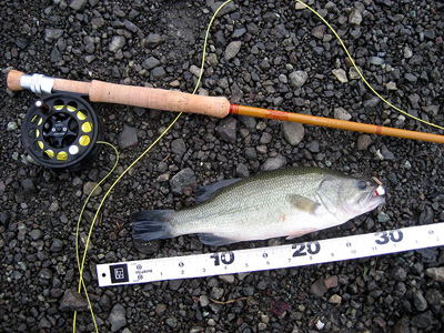 bass
