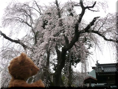 しだれ桜♪