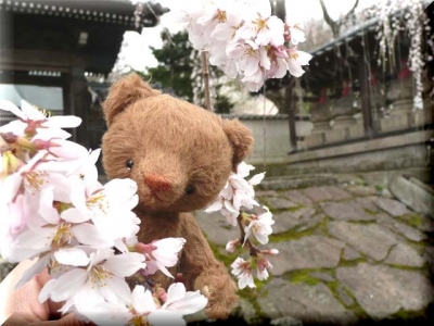 しだれ桜の花♪