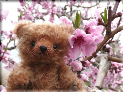 桃の花♪