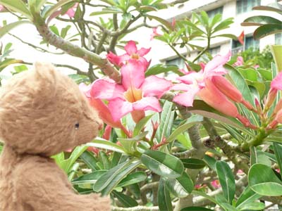 お花♪