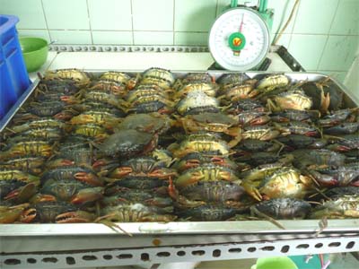 カニさん達