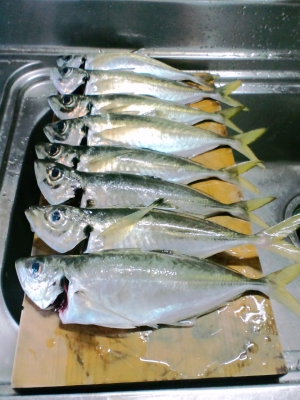 アジ8