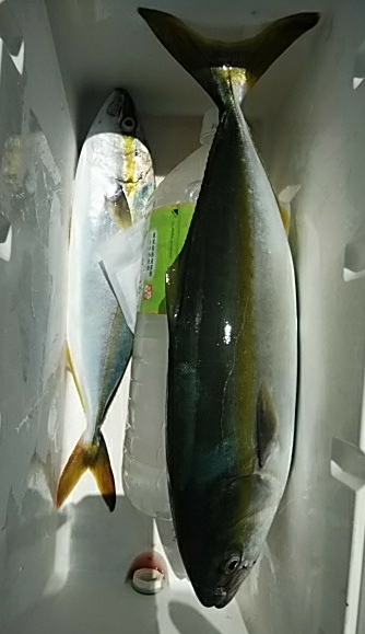 釣果報告 はぎさんの釣り日誌