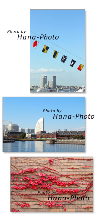 青空 海 横浜 風景 港 MM みなとみらい 赤レンガ 赤レンガ倉庫 インターコンチネンタル 蔦 ツタ 紅葉 赤