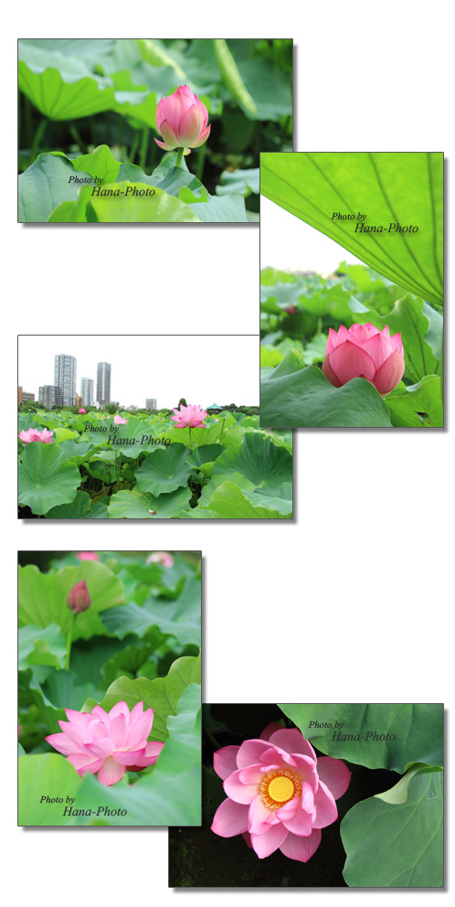 蓮 ハス 蓮の花 はす 花 ピンク 上野公園 不忍池 不忍の池 夏 真夏