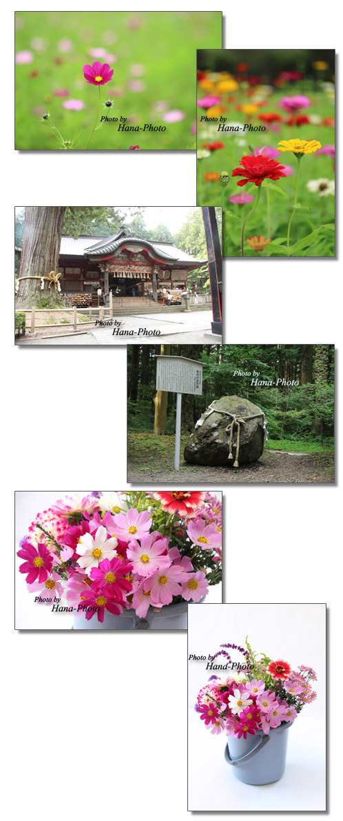 百日草 ジニア コスモス 花の都公園 北口本宮富士浅間神社 花