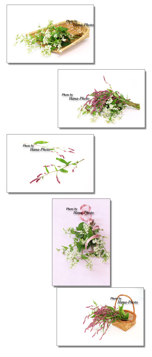 蕎麦の花